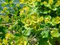 Euphorbia esula