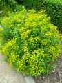 Euphorbia esula