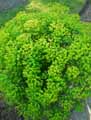 Euphorbiaceae-Euphorbia-esula-ssp.-Tommasiniana-Euphorbe-de-Tommasini-Euphorbe-de-Waldstein-Euphorbe-effilee.jpg