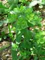 Euphorbia helioscopia