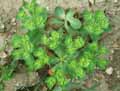 Euphorbia helioscopia