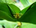 Euphorbia lathyris