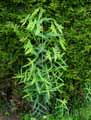 Euphorbia lathyris