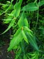 Euphorbia lathyris