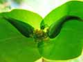 Euphorbia lathyris