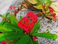 Euphorbia milii