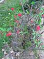 Euphorbia milii