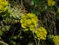 Euphorbia myrsinites