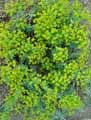 Euphorbia nicaeensis