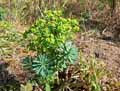 Euphorbia portlandica