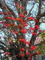 Euphorbia pulcherrima
