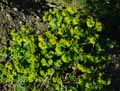 Euphorbia serrata
