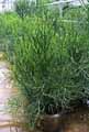 Euphorbia tirucali