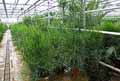 Euphorbia tirucali