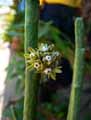 Euphorbia tirucali