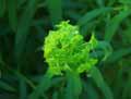 Euphorbia tommasiniana