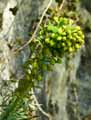 Euphorbia veneta, Euphorbia characias subsp. wulfenii