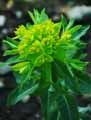 Euphorbia villosa