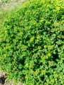 Euphorbia villosa