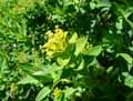 Euphorbia villosa