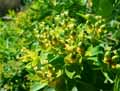 Euphorbia villosa