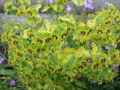 Euphorbia x martinii Ascot Rainbow