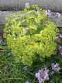 Euphorbia x martinii Ascot Rainbow