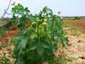 Jatropha curcas
