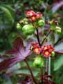 Jatropha gossypiifolia