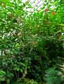Jatropha integerrima
