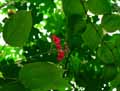 Jatropha integerrima
