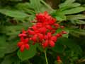 Jatropha integerrima
