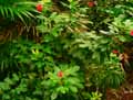 Jatropha integerrima