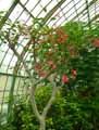 Jatropha integerrima