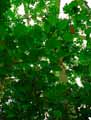 Jatropha integerrima