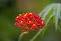 Jatropha multifida