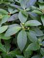 Euphorbiaceae-Mercurialis-perennis-Mercuriale-vivace.jpg