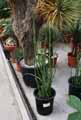 Euphorbiaceae-Pedilanthus-macrocarpus-Pantouflier-Herbe-zig-zag.jpg