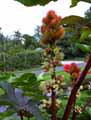 Ricinus communis
