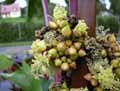 Ricinus communis