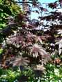 Ricinus communis