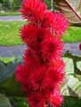 Euphorbiaceae-Ricinus-communis-Ricin-commun-Palme-du-Christ.jpg
