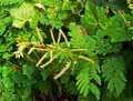 Acacia ataxacantha