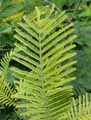 Acacia dealbata