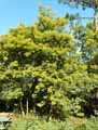 Acacia dealbata