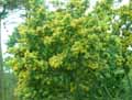 Acacia dealbata