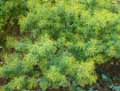 Acacia dealbata