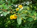 Acacia nilotica