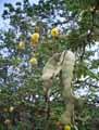 Acacia nilotica