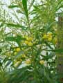 Acacia retinodes